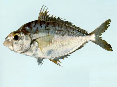 Decorated ponyfish (Nuchequula gerreoides)