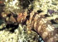 Decorated warbonnet (Chirolophis decoratus)