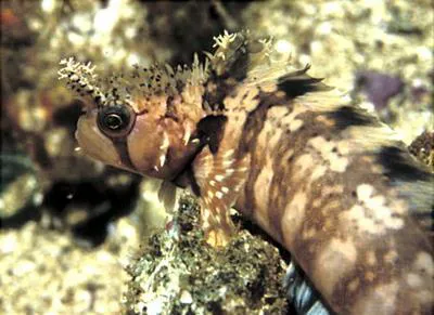 Decorated warbonnet (Chirolophis decoratus)