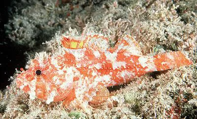 Decoy scorpionfish (Iracundus signifer)