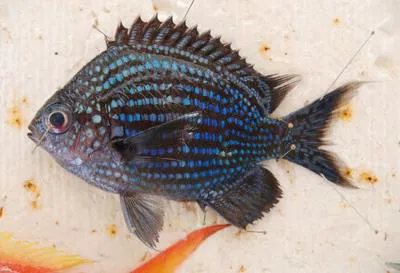 Deep blue Chromis (Chromis abyssus)