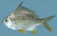 Deep-bodied mojarra (Gerres erythrourus)