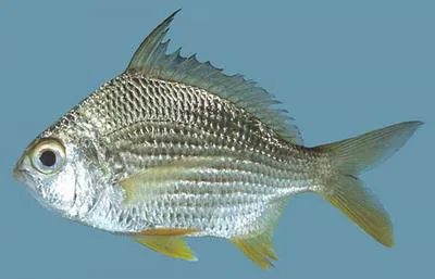 Deep-bodied mojarra (Gerres erythrourus)