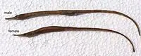 Deep-bodied pipefish (Leptonotus blainvilleanus)