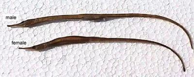 Deep-bodied pipefish (Leptonotus blainvilleanus)