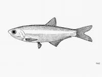 Deep body anchovy (Anchoa compressa)