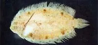 Deep-body righteye flounder (Samariscus latus)