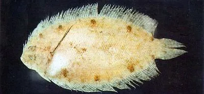 Deep-body righteye flounder (Samariscus latus)