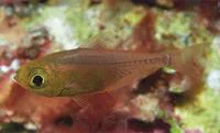 Deep bullseye (Parapriacanthus dispar)