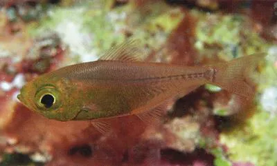 Deep bullseye (Parapriacanthus dispar)