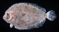Deep flounder (Pseudorhombus elevatus)