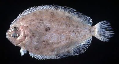 Deep flounder (Pseudorhombus elevatus)