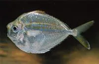 Deep pugnose ponyfish (Secutor ruconius)