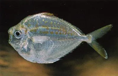 Deep pugnose ponyfish (Secutor ruconius)