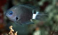 Deep reef chromis (Chromis delta)