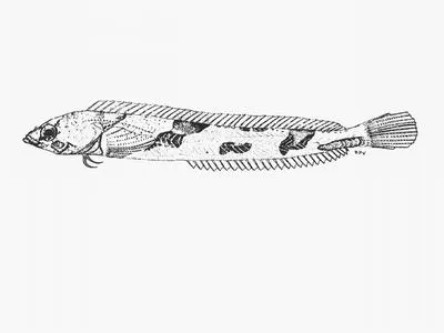 Deep-reef klipfish (Pavoclinus smalei)