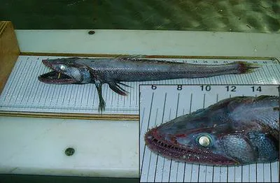 Deep-sea lizardfish (Bathysaurus ferox)
