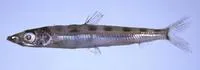 Deep-sea smelt (Glossanodon semifasciatus)