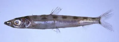 Deep-sea smelt (Glossanodon semifasciatus)