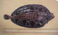 Deep-sea sole (Embassichthys bathybius)