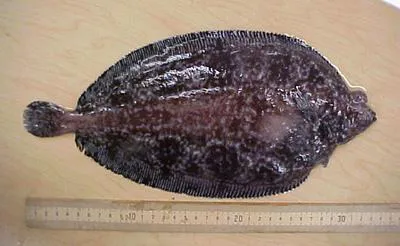 Deep-sea sole (Embassichthys bathybius)