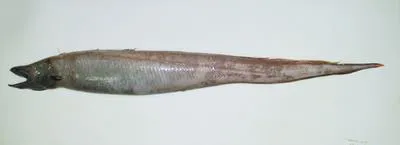 Deep-water arrowtooth eel (Histiobranchus bathybius)