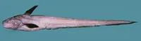 Deep water ateleopid fish (Ijimaia plicatellus)