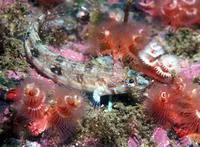 Deep-water blenny (Cryptotrema corallinum)
