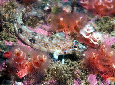 Deep-water blenny (Cryptotrema corallinum)
