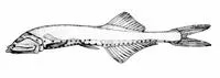Deep-water bristlemouth (Cyclothone atraria)