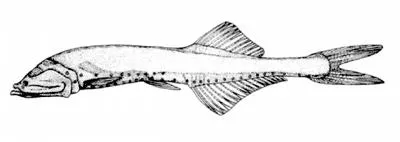 Deep-water bristlemouth (Cyclothone atraria)