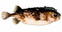 Deep-water burrfish (Allomycterus pilatus)