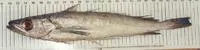Deep-water Cape hake (Merluccius paradoxus)
