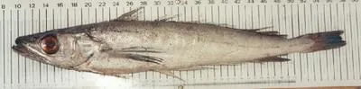 Deep-water Cape hake (Merluccius paradoxus)