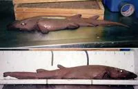 Deep-water catshark (Apristurus profundorum)
