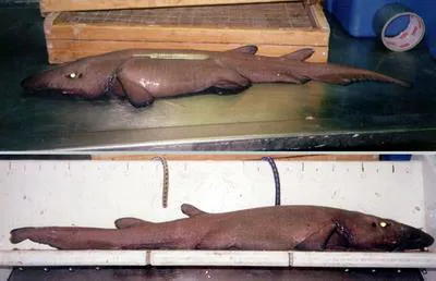 Deep-water catshark (Apristurus profundorum)