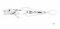 Deep-water dragon (Bathydraco marri)