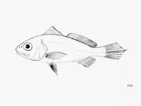 Deep-water drum (Protosciaena bathytatos)