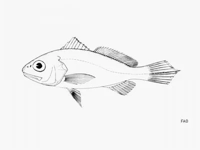 Deep-water drum (Protosciaena bathytatos)
