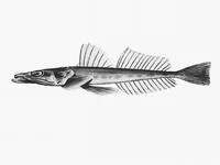 Deep-water flathead (Platycephalus conatus)