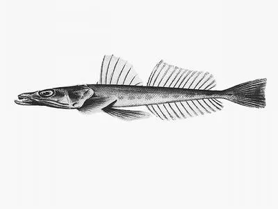 Deep-water flathead (Platycephalus conatus)