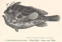 Deep-water frogfish (Nudiantennarius subteres)
