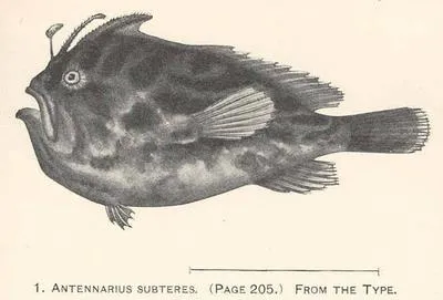 Deep-water frogfish (Nudiantennarius subteres)