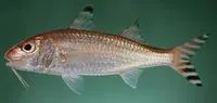 Deep-water goatfish (Upeneus subvittatus)