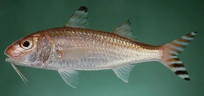 Deep-water goatfish (Upeneus subvittatus)