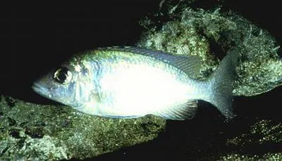 Deep-water hap (Placidochromis electra)
