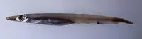 Deep water pike smelt (Lestidium nudum)