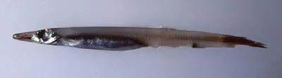 Deep water pike smelt (Lestidium nudum)