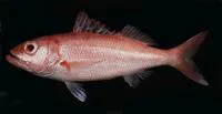 Deep-water red snapper (Etelis carbunculus)