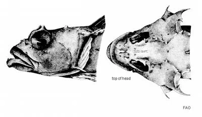 Deep-water spiny plunderfish (Harpagifer spinosus)